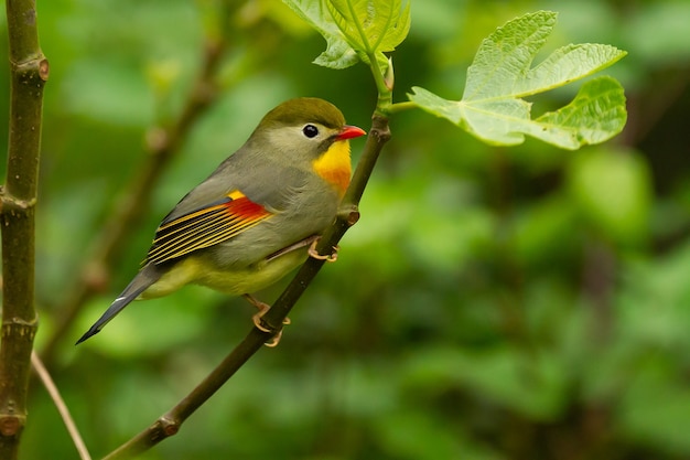 Selective focus shot of a cute red-billed leiothrix bird perched on a tree