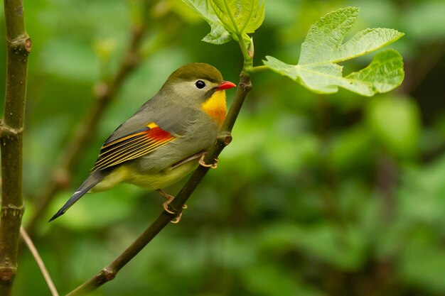 Selective focus shot of a cute red-billed leiothrix bird perched on a tree