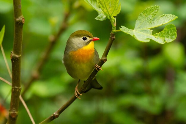 나무에 앉아 있는 귀여운 붉은부리 레오트릭스 새의 선택적 초점