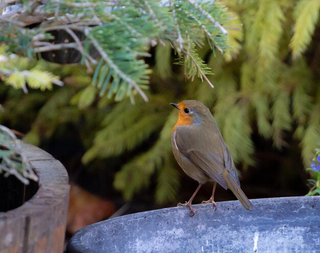 Selective focus shot of a cute robin bird