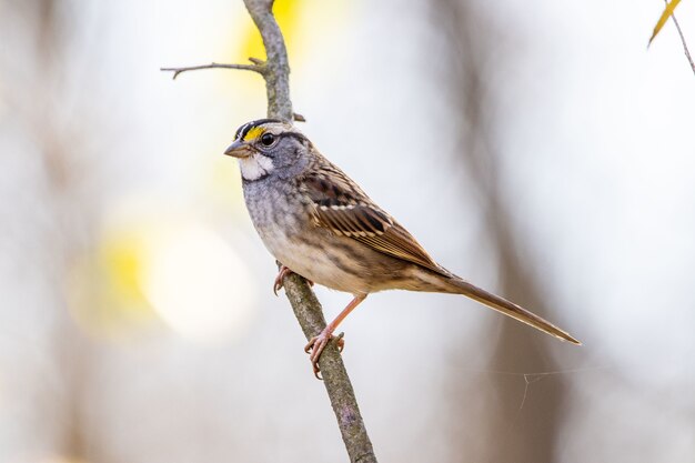 Selective focus shot of a cute sparrow perched on a branch
