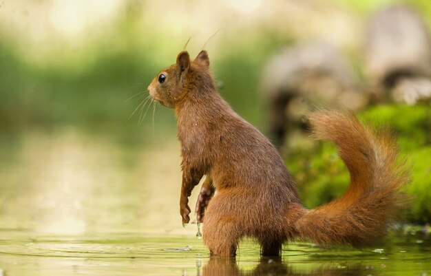 Selective focus shot of a cute squirrel in the water