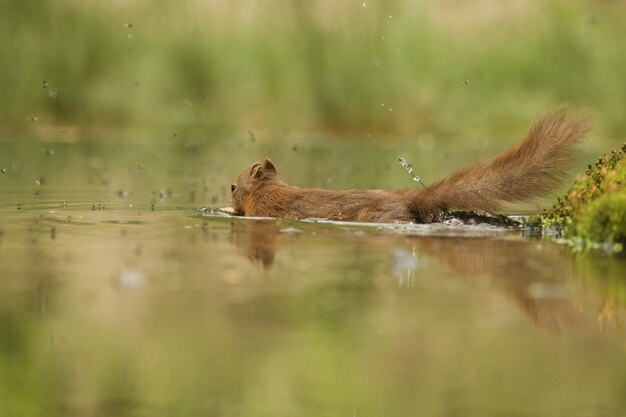 Selective focus shot of a cute squirrel in the water