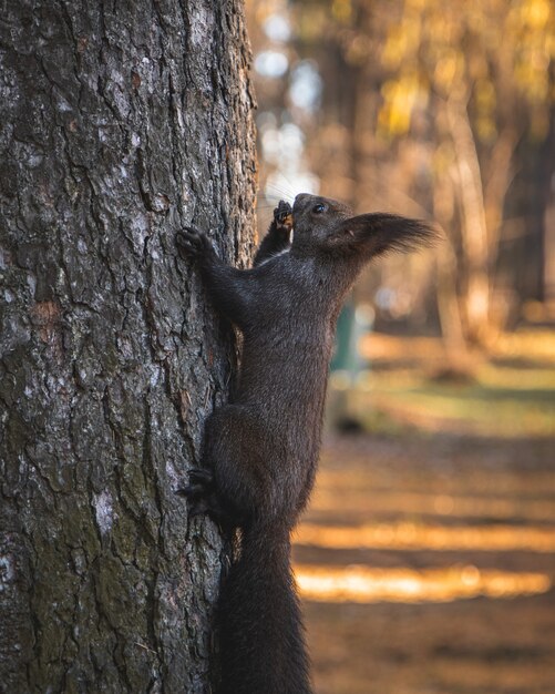Снимок с выборочной фокусировкой, на которой милая белочка с кисточками и ушками лазает по дереву