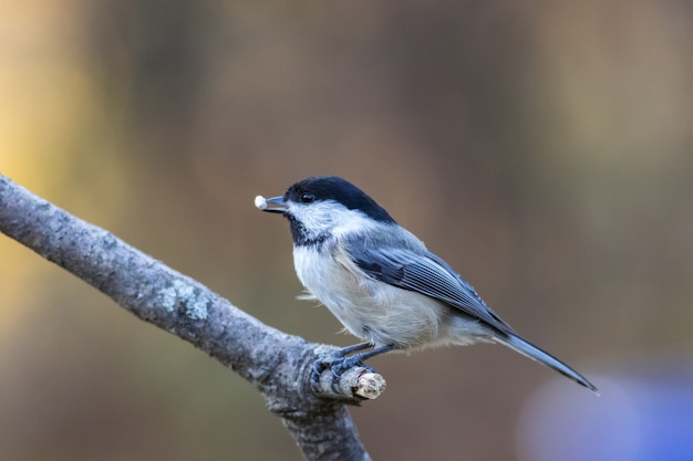Selective focus shot of a cute tit with food in the beak perched on a branch