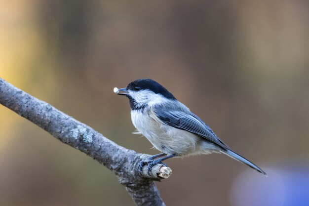 Selective focus shot of a cute tit with food in the beak perched on a branch
