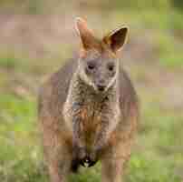 Foto gratuita colpo di messa a fuoco selettiva di un simpatico wallaby