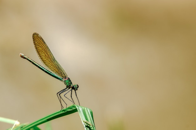 흐린 배경으로 잔디 잎에 앉아 damselfly의 선택적 초점 샷