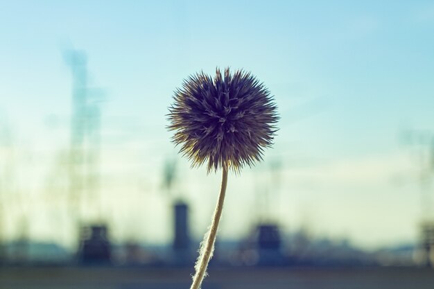 Selective focus shot of a dandelion in the morning