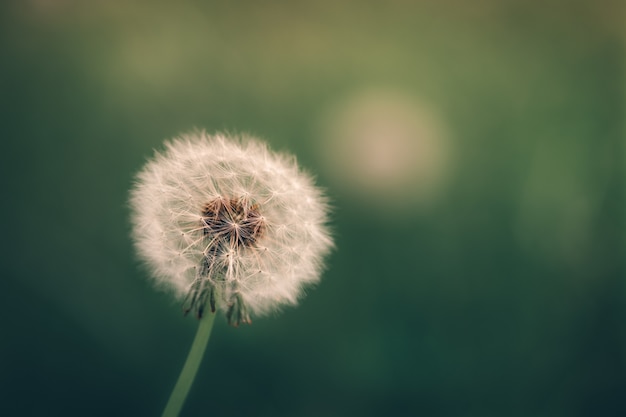 Free photo selective focus shot of a dandelion