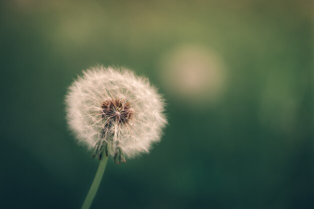 Selective focus shot of a dandelion