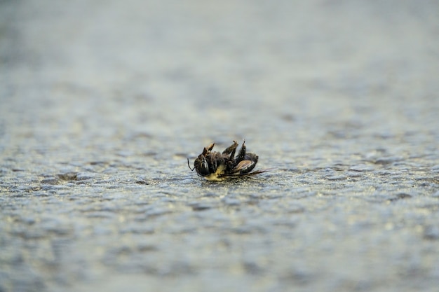 Selective focus shot of a dead bee on the stone ground