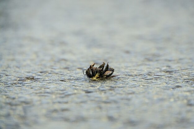 Selective focus shot of a dead bee on the stone ground