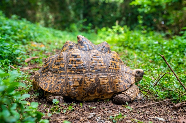 Selective focus shot of desert tortoise on the grass