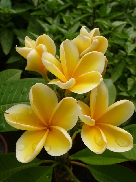 아름다운 Frangipani 꽃에 이슬의 선택적 초점 샷