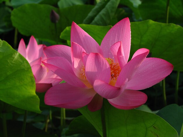 Selective focus shot of dew on blooming lotus flowers