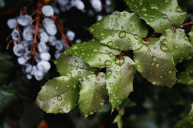 Free photo selective focus shot of dew-covered green leaves in the forest