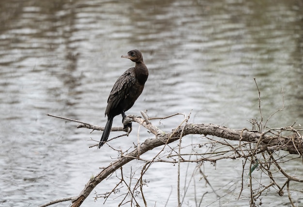 Selective focus shot of a double-crested cormorant bird sitting on the branch above the lake