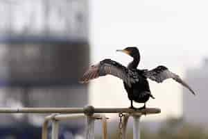 Foto gratuita messa a fuoco selettiva di un pesce persico a doppia cresta di cormorano su una ringhiera di metallo nel parco