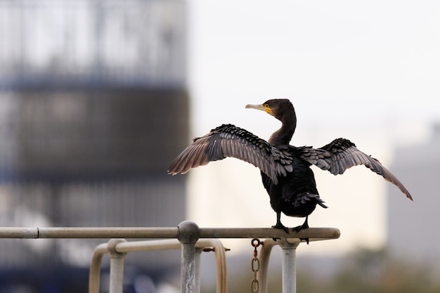Selective focus shot of a double-crested cormorant perch on a metal railing in the park