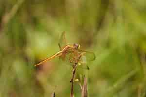 Foto gratuita colpo di messa a fuoco selettiva di una libellula appollaiata su un fiore