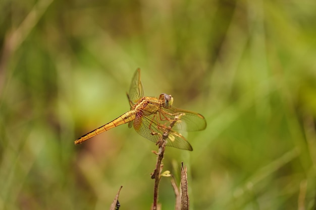 Selective focus shot of a dragonfly perched on a flower