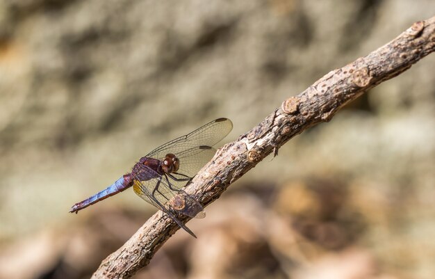 Selective focus shot of a dragonfly on a stick