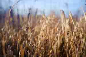 Free photo selective focus shot of dried grass on a sunny day