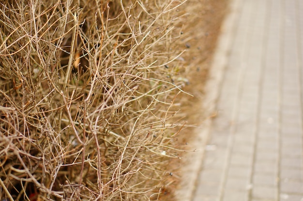 Free photo selective focus shot of dried plants and grass near the sidewalk