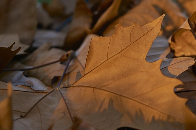 Selective focus shot of dry fallen maple leaves