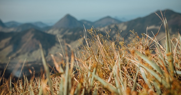 Selective focus shot of dry grass with scenic mountains