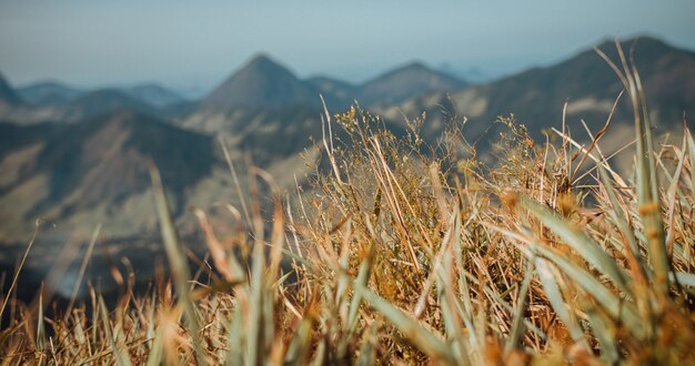 風光明媚な山々と乾いた草の選択的なフォーカスショット