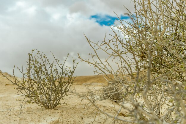 Selective focus shot of dry shrubs on the sand with a cloudy gray sky