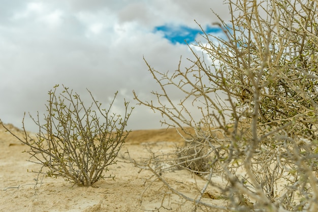 Selective focus shot of dry shrubs on the sand with a cloudy gray sky