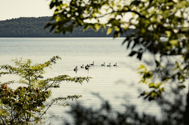 Selective focus shot of ducks on a lake against a foliage mountain