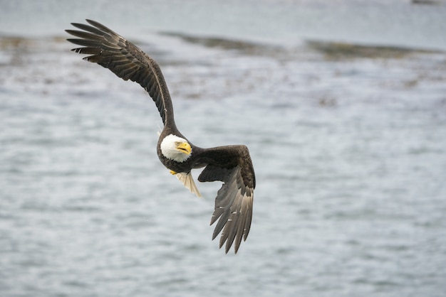 Selective focus shot of an eagle freely flying over the ocean looking for a prey