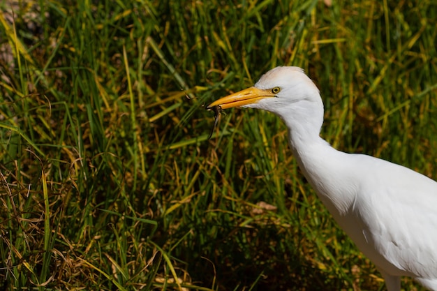 Selective focus shot of an egret on a grass-covered meadow