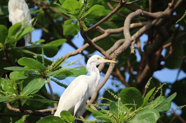 Selective focus shot of an egret perchedon a branch