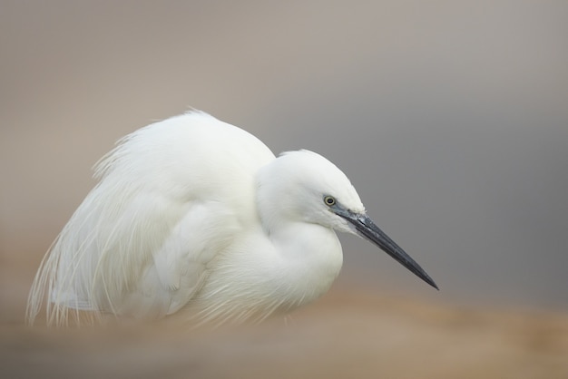 Selective focus shot of an Egretta bird in the nature