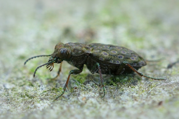 Selective focus shot of Elaphrus riparius beetle