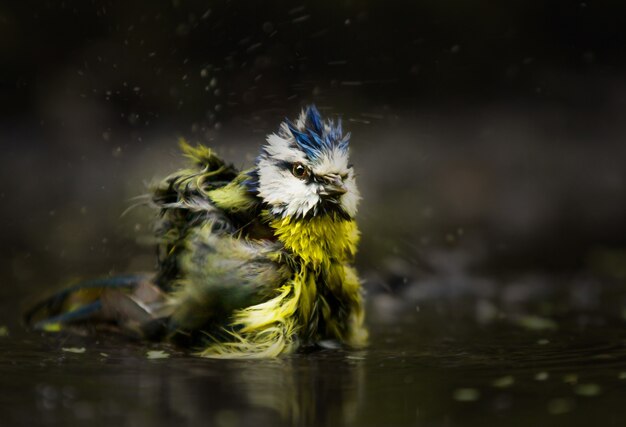 Selective focus shot of a Eurasian blue tit bathing in the water