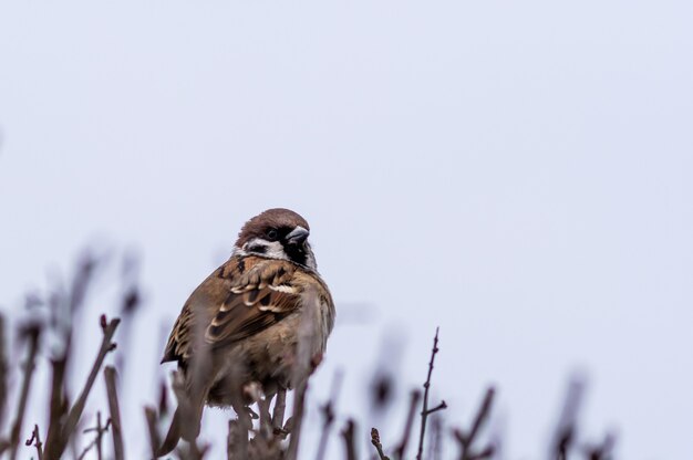 Selective focus shot of a Eurasian tree sparrow perched on twigs