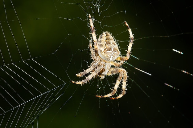 Selective focus shot of a European garden spider