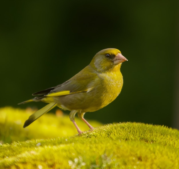 Selective focus shot of a european greenfinch bird on a green surface during daylight