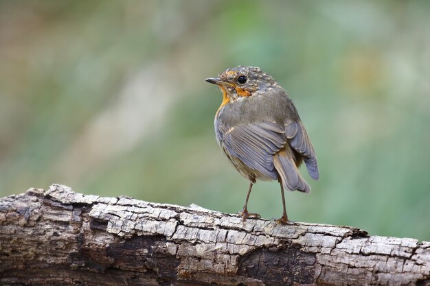 Selective focus shot of an exotic bird sitting on the thick branch of a tree