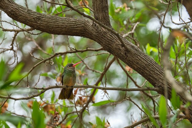 木の枝に座っているエキゾチックな鳥のセレクティブフォーカスショット