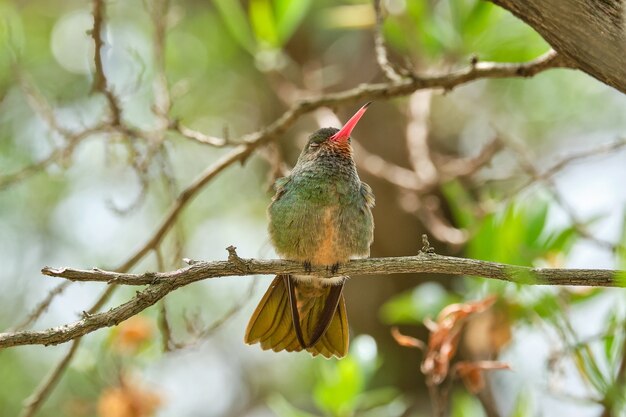 Селективный фокус выстрел экзотической птицы, сидящей на ветке дерева