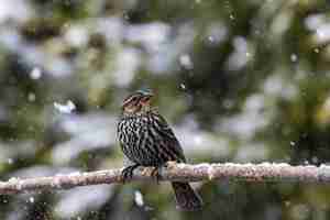 Free photo selective focus shot of an exotic bird on the thin branch of a tree under the snow