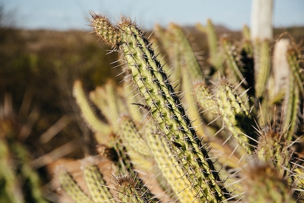 Selective focus shot of exotic cacti plants