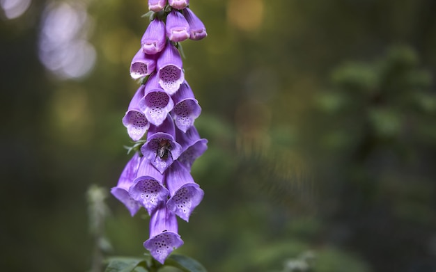 Selective focus shot of an exotic purple flower in a garden